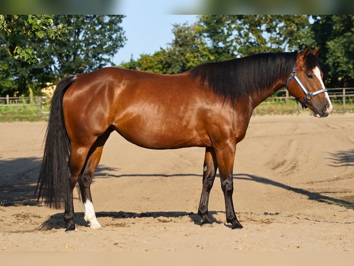 American Quarter Horse, Stute in Stöckse