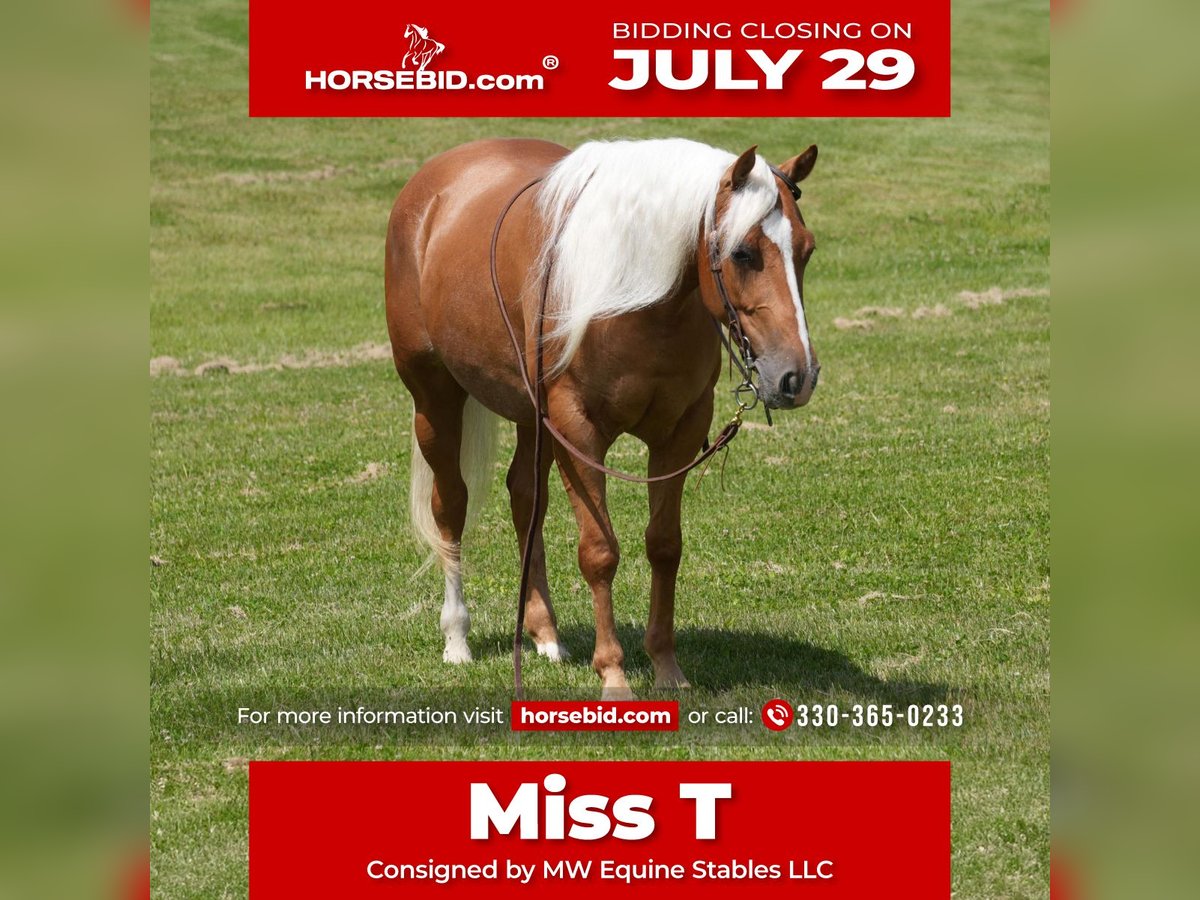 American Quarter Horse Stute 5 Jahre 145 cm Palomino in Fresno, OH