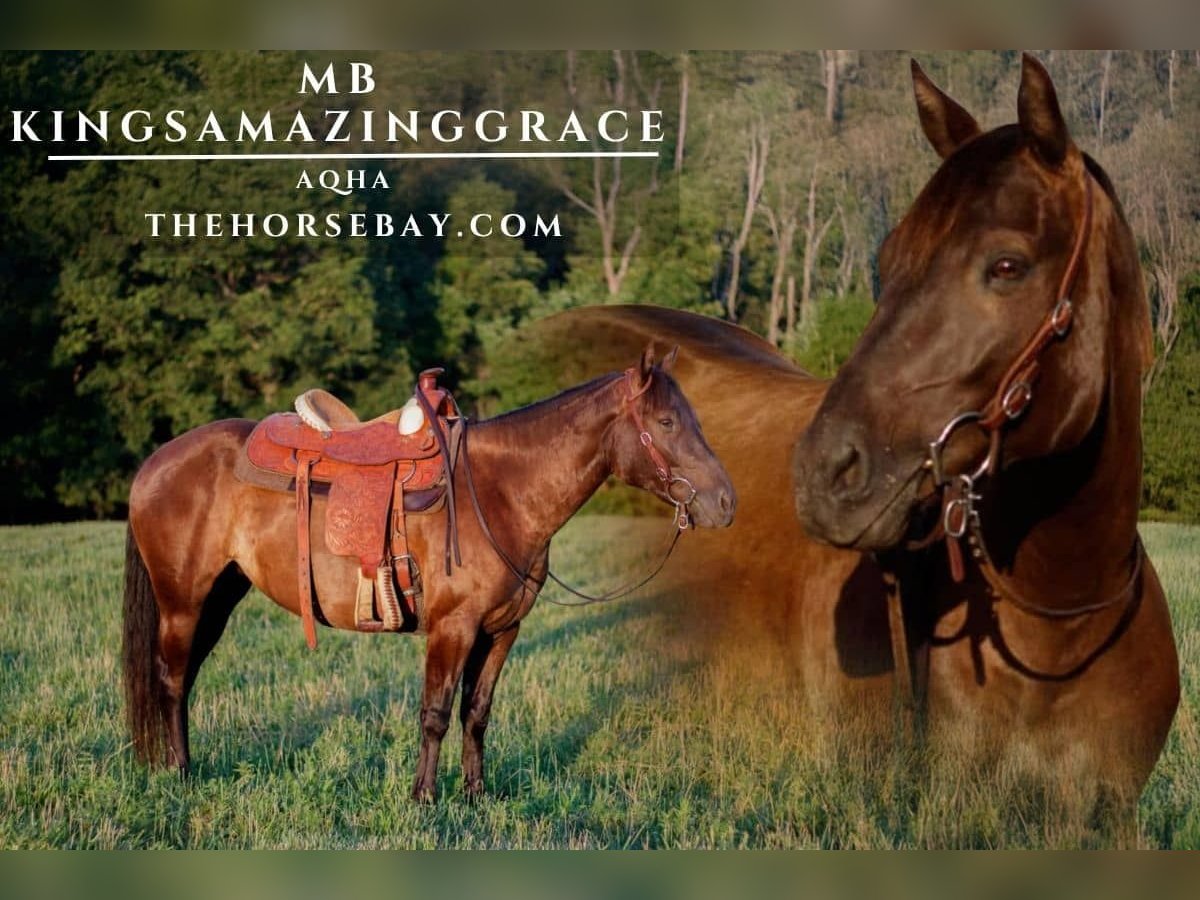 American Quarter Horse Stute 5 Jahre 145 cm Rappe in Seymour, MO