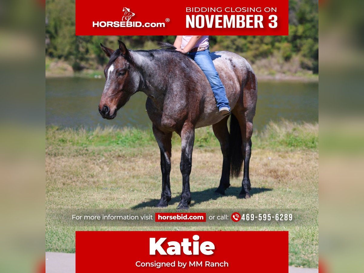 American Quarter Horse Stute 5 Jahre 147 cm Roan-Bay in Forney, TX American Quarter Horse Stute 5 Jahre 147 cm Roan-Bay in Forney, TX
