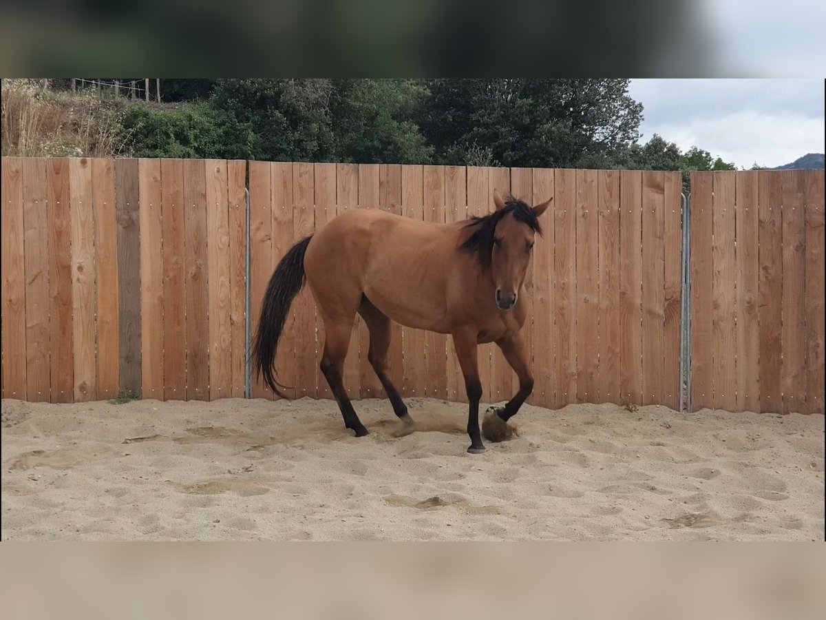 American Quarter Horse Stute 5 Jahre 148 cm Brauner in Vierherrenborn