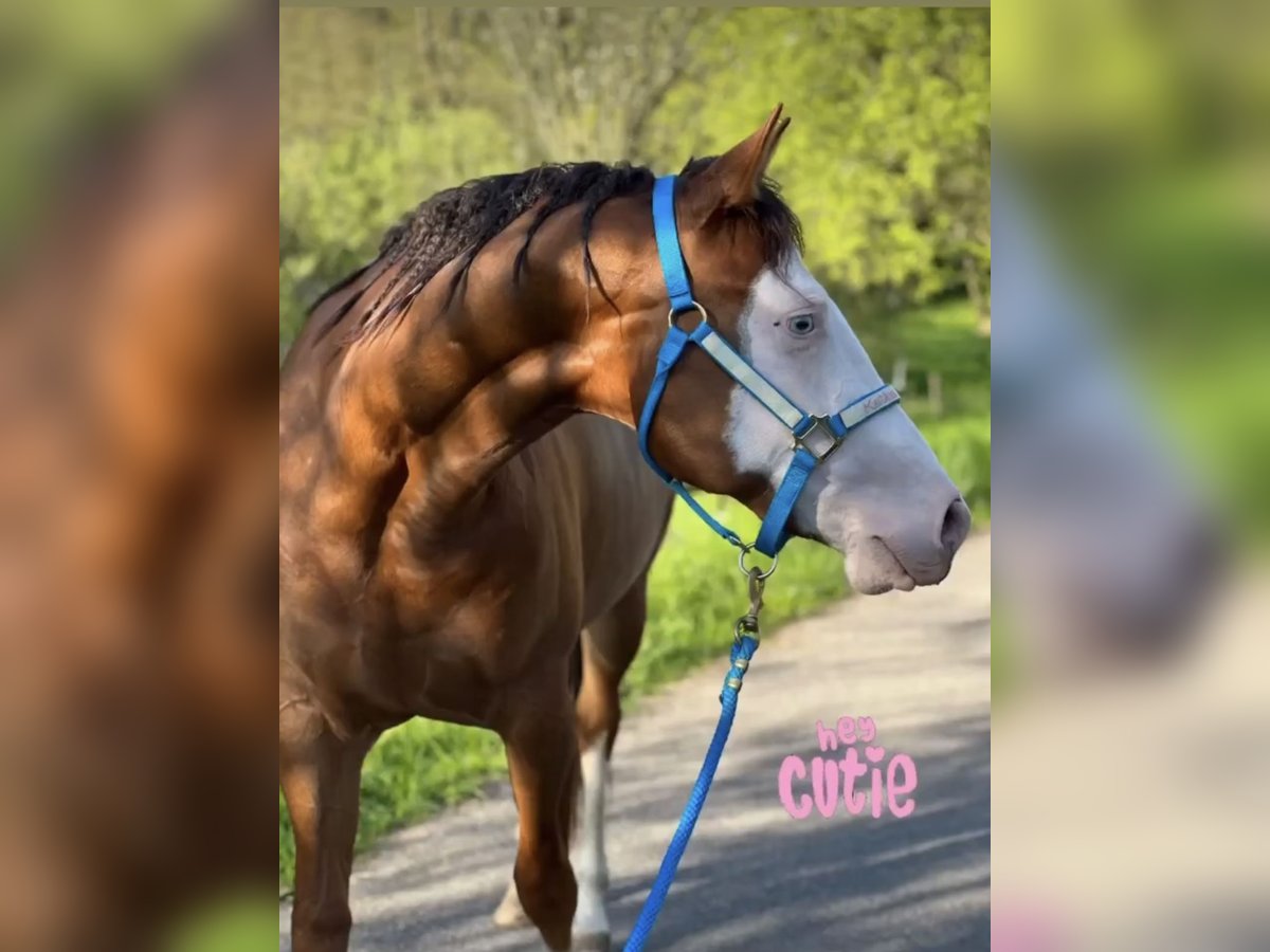 American Quarter Horse Stute 5 Jahre 149 cm Dunkelfuchs in K&#xFC;rten