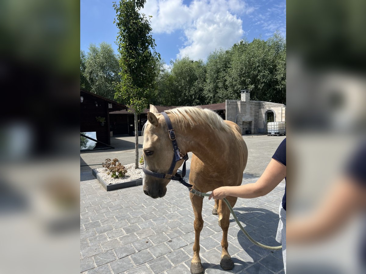 American Quarter Horse Stute 5 Jahre 149 cm Palomino in Daknam