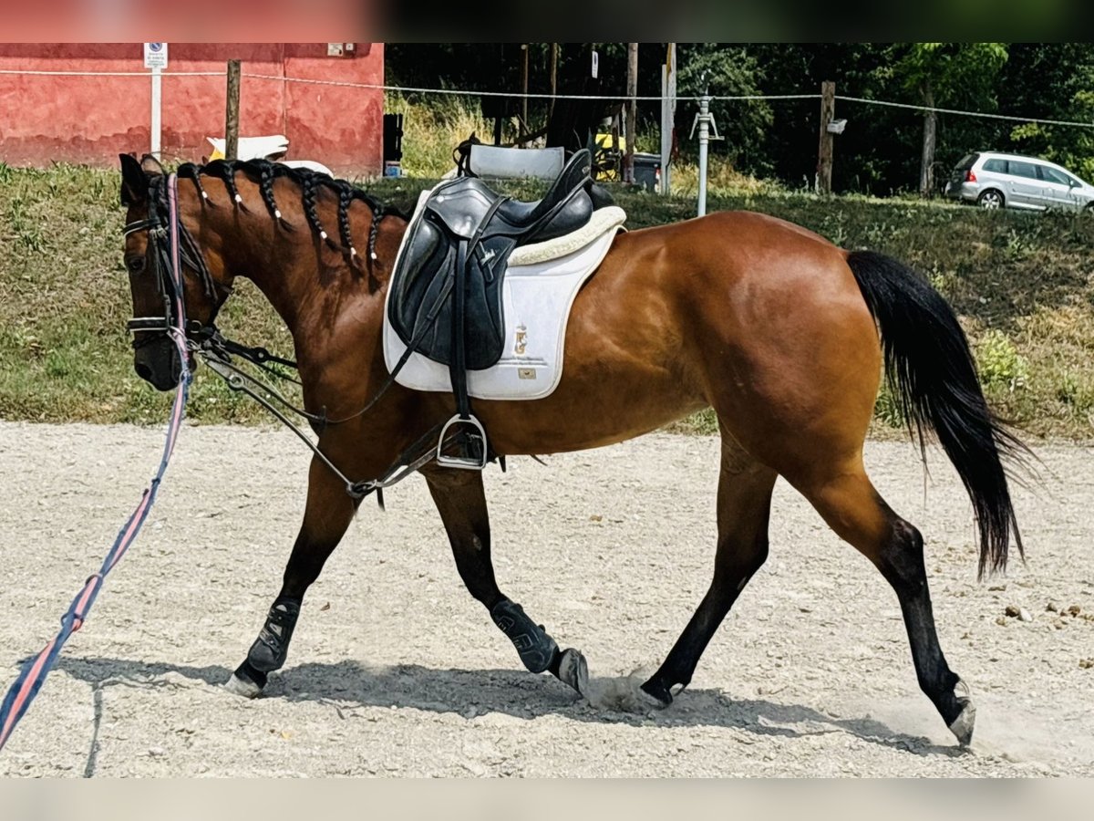 American Quarter Horse Stute 5 Jahre 150 cm Brauner in Sedena