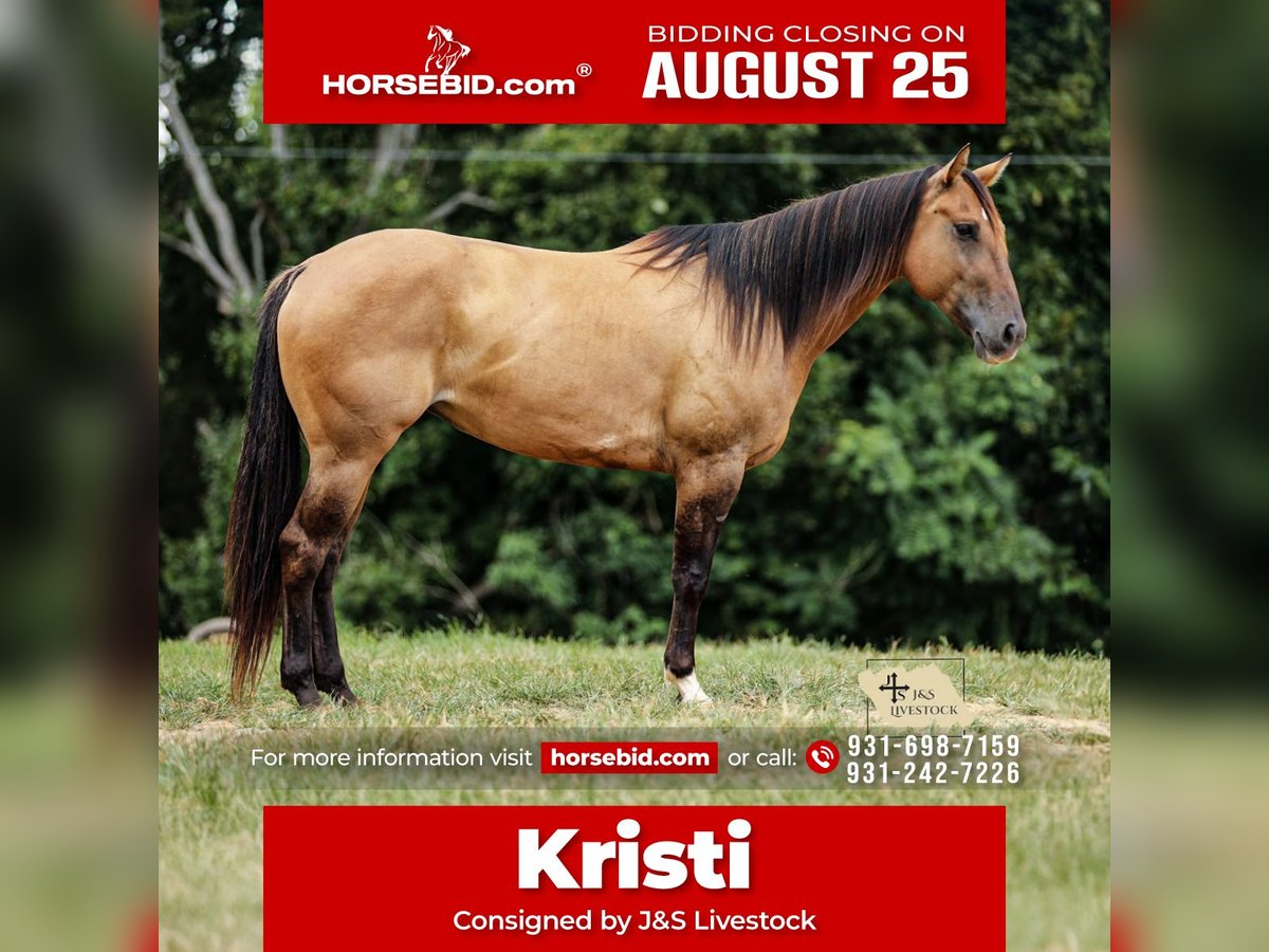 American Quarter Horse Stute 5 Jahre 150 cm Falbe in Santa Fe, TN