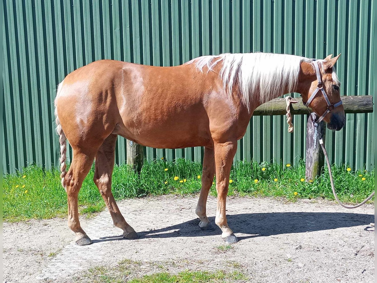 American Quarter Horse Stute 5 Jahre 150 cm Palomino in Jyderup