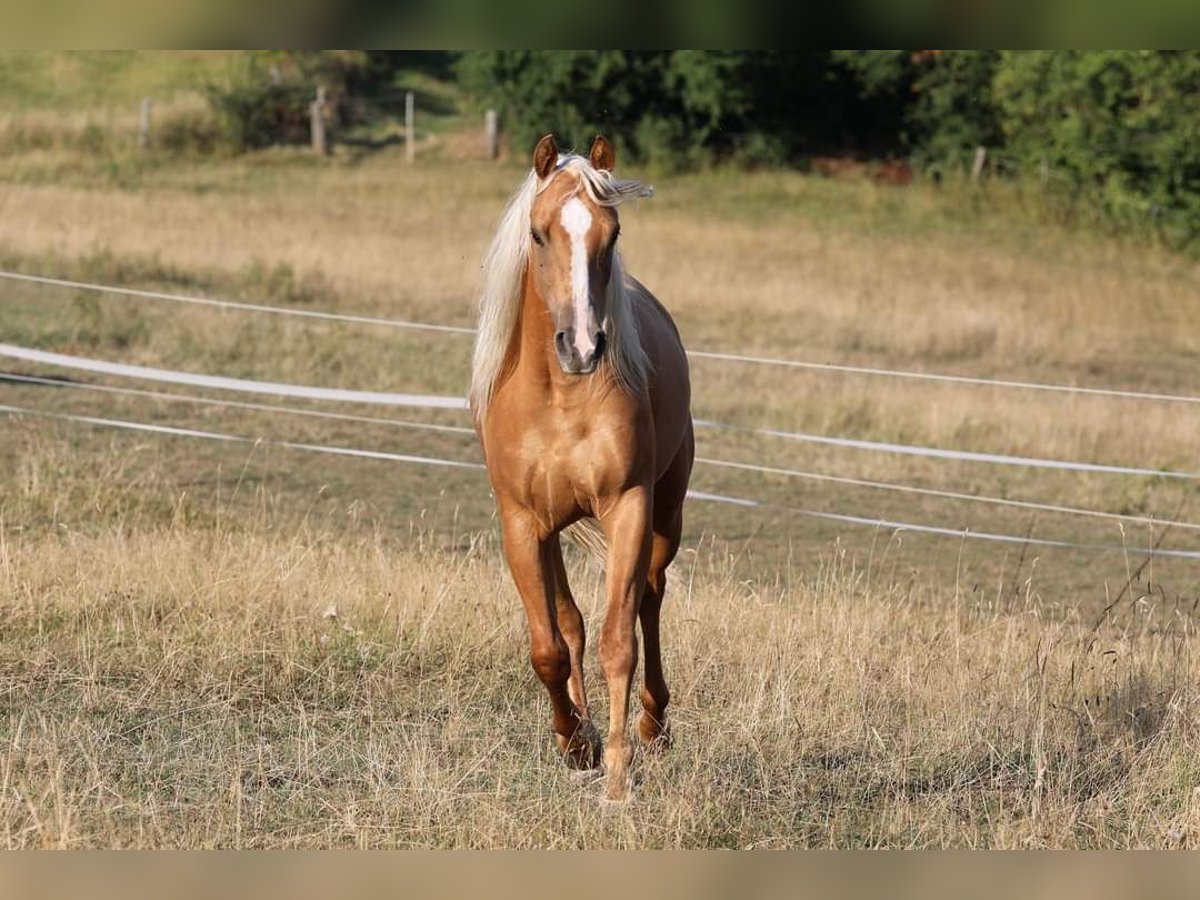 American Quarter Horse Stute 5 Jahre 150 cm Palomino in Kierspe