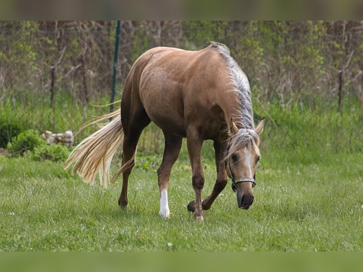 American Quarter Horse Stute 5 Jahre 150 cm Palomino in Gro&#xDF; Enzersdorf