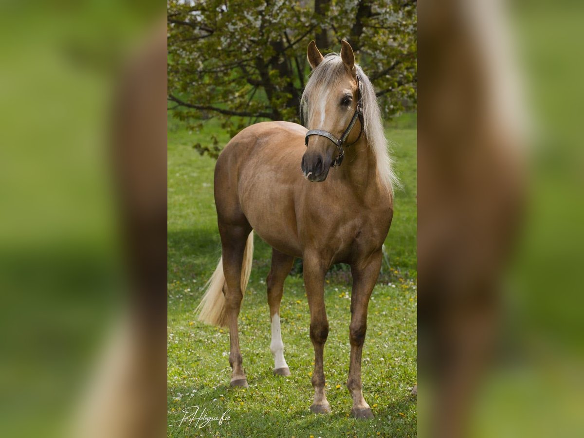 American Quarter Horse Stute 5 Jahre 150 cm in Gro&#xDF; Enzersdorf