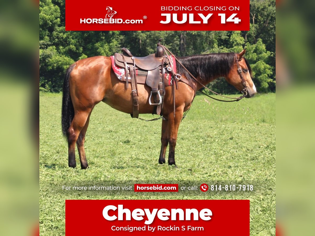 American Quarter Horse Stute 5 Jahre 150 cm Rotbrauner in Rebersburg, PA