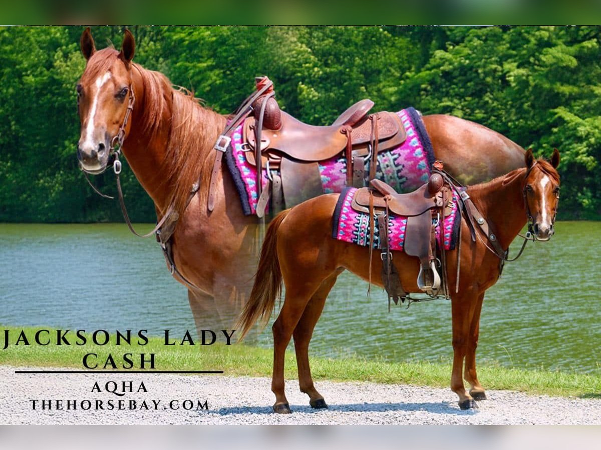 American Quarter Horse Stute 5 Jahre 150 cm Rotfuchs in Tompkinsville, KY