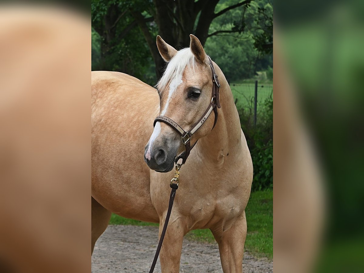 American Quarter Horse Stute 5 Jahre 151 cm Palomino in Dinslaken