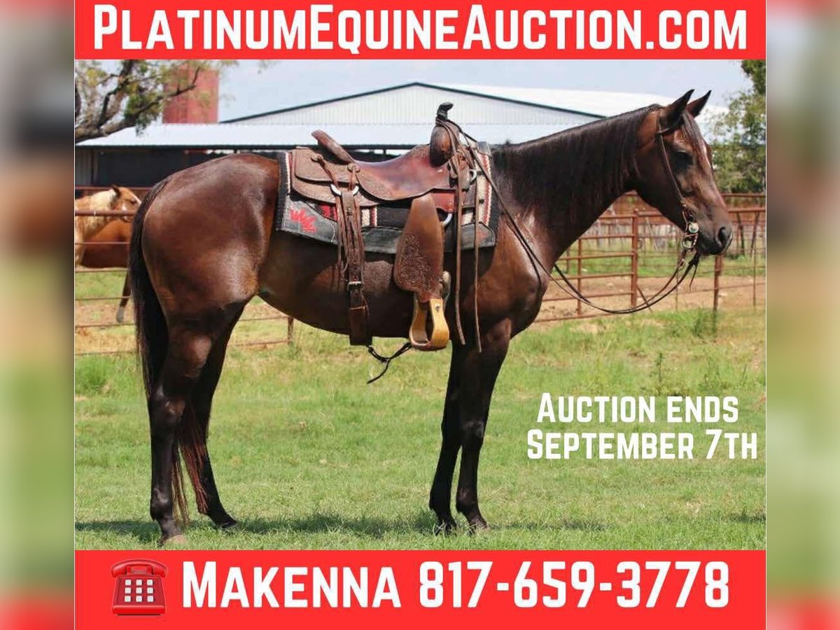 American Quarter Horse Stute 5 Jahre 152 cm Rotbrauner in lipan TX