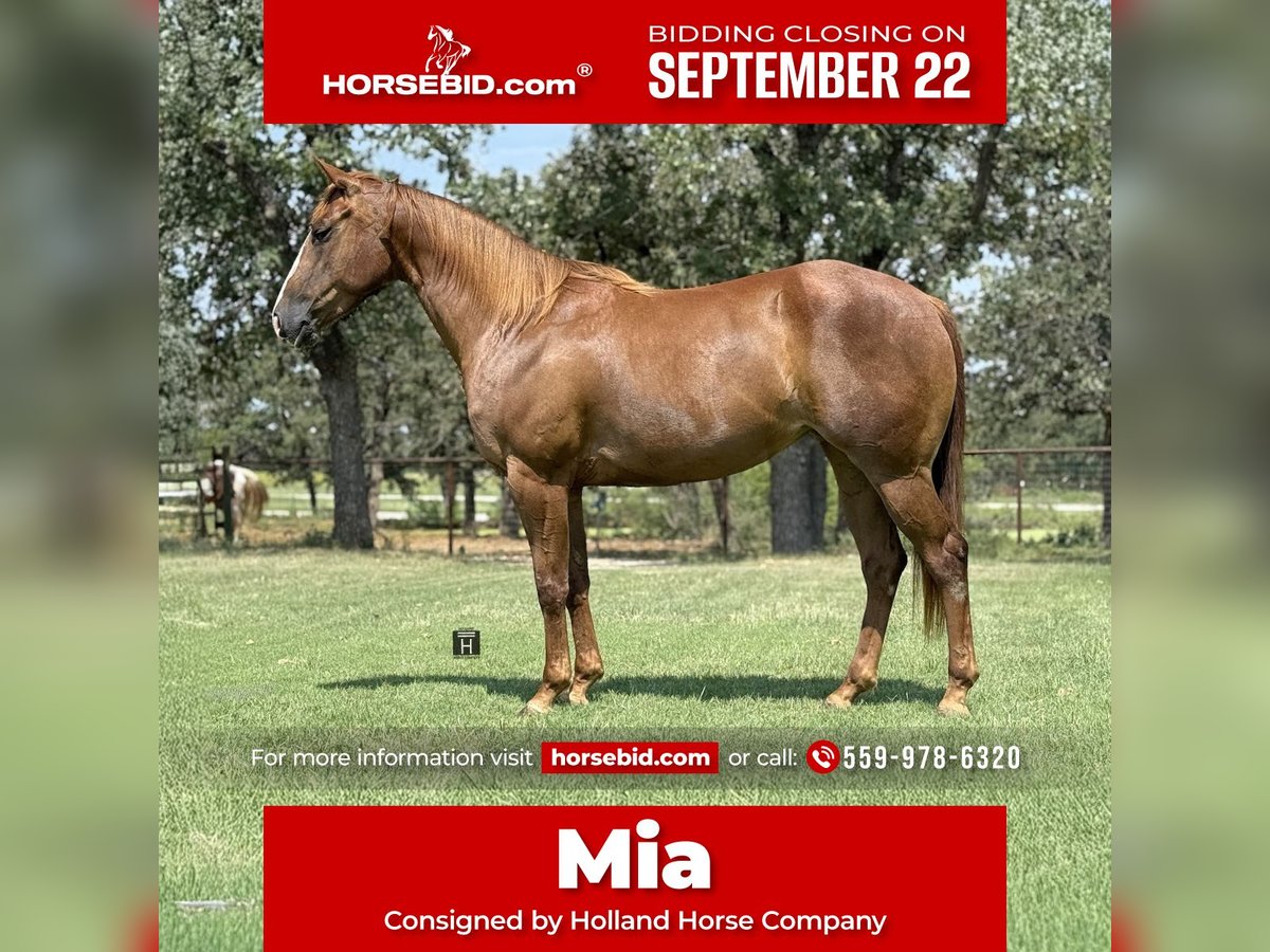 American Quarter Horse Stute 5 Jahre 152 cm Rotfuchs in Jacksboro