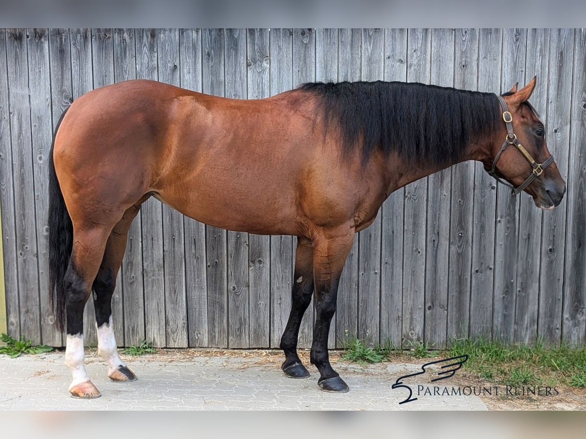 American Quarter Horse Stute 5 Jahre 154 cm Brauner in Büttelborn