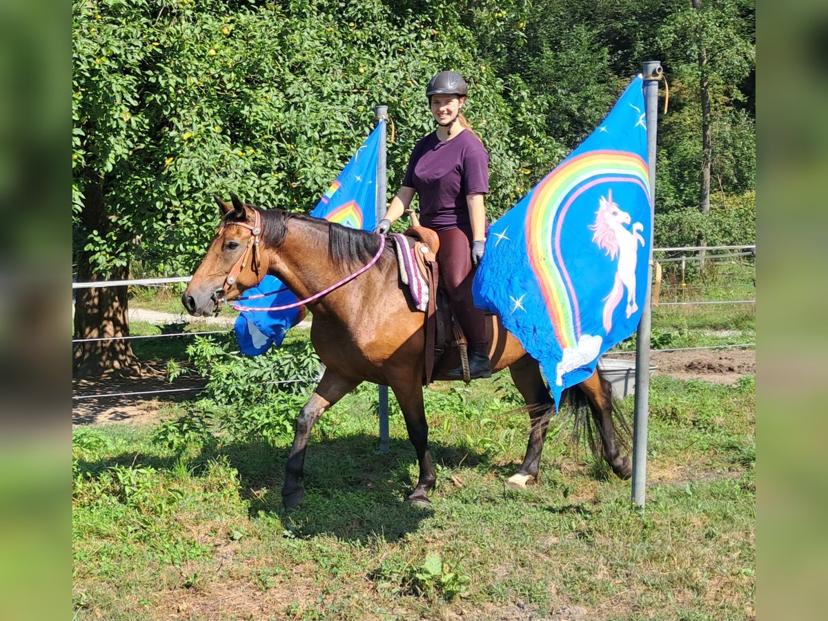 American Quarter Horse Mix Stute 5 Jahre 155 cm Brauner in Bayerbach