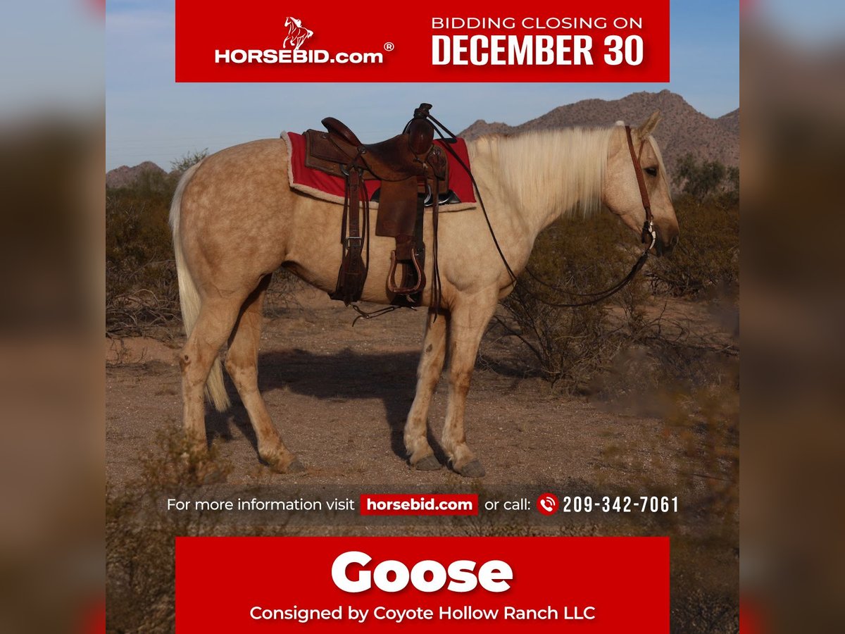 American Quarter Horse Stute 5 Jahre 155 cm Palomino in Casa Grande, AZ