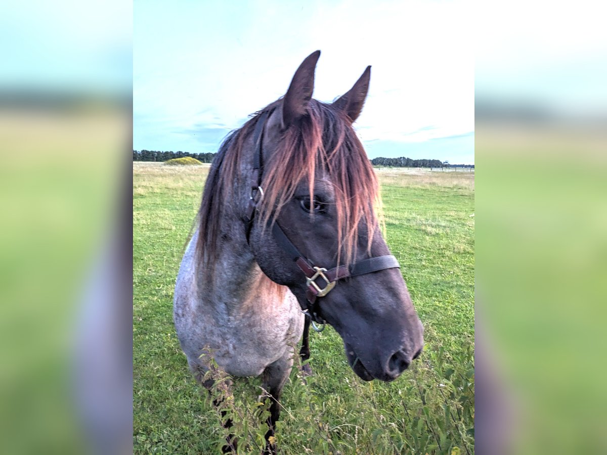 American Quarter Horse Mix Stute 5 Jahre 155 cm Roan-Blue in Ferdinandshof