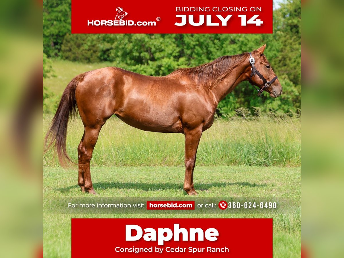American Quarter Horse Stute 5 Jahre 155 cm Rotfuchs in Lebanon, MO