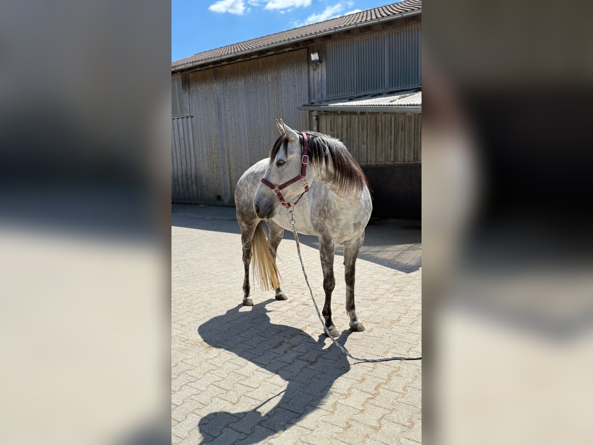 American Quarter Horse Stute 5 Jahre 158 cm Schimmel in Nürtingen