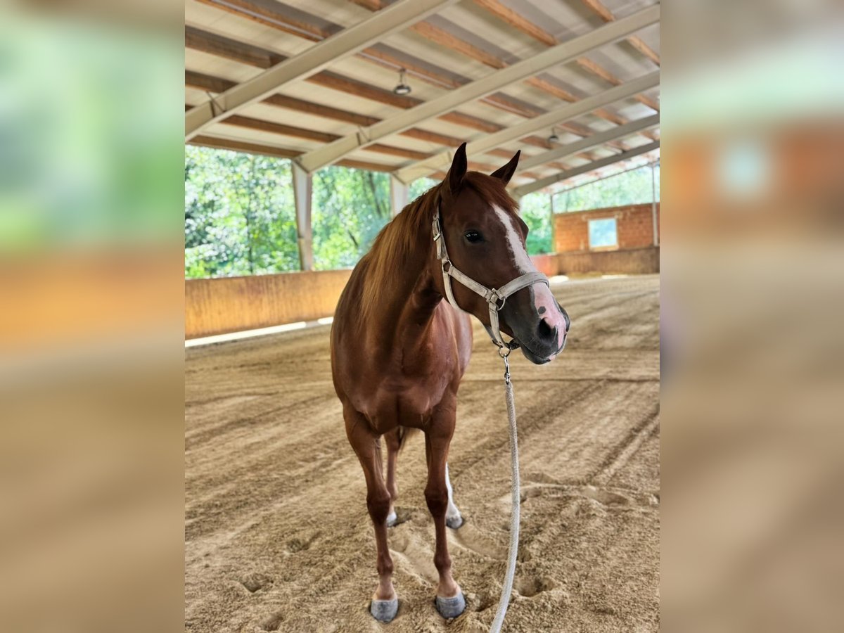 American Quarter Horse Stute 5 Jahre 165 cm Fuchs in Wilhelmsburg