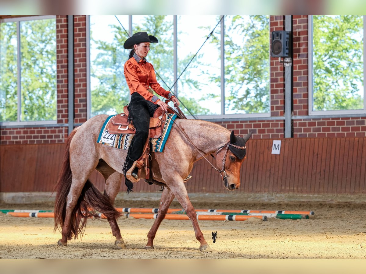 American Quarter Horse, Stute in Waldbröl