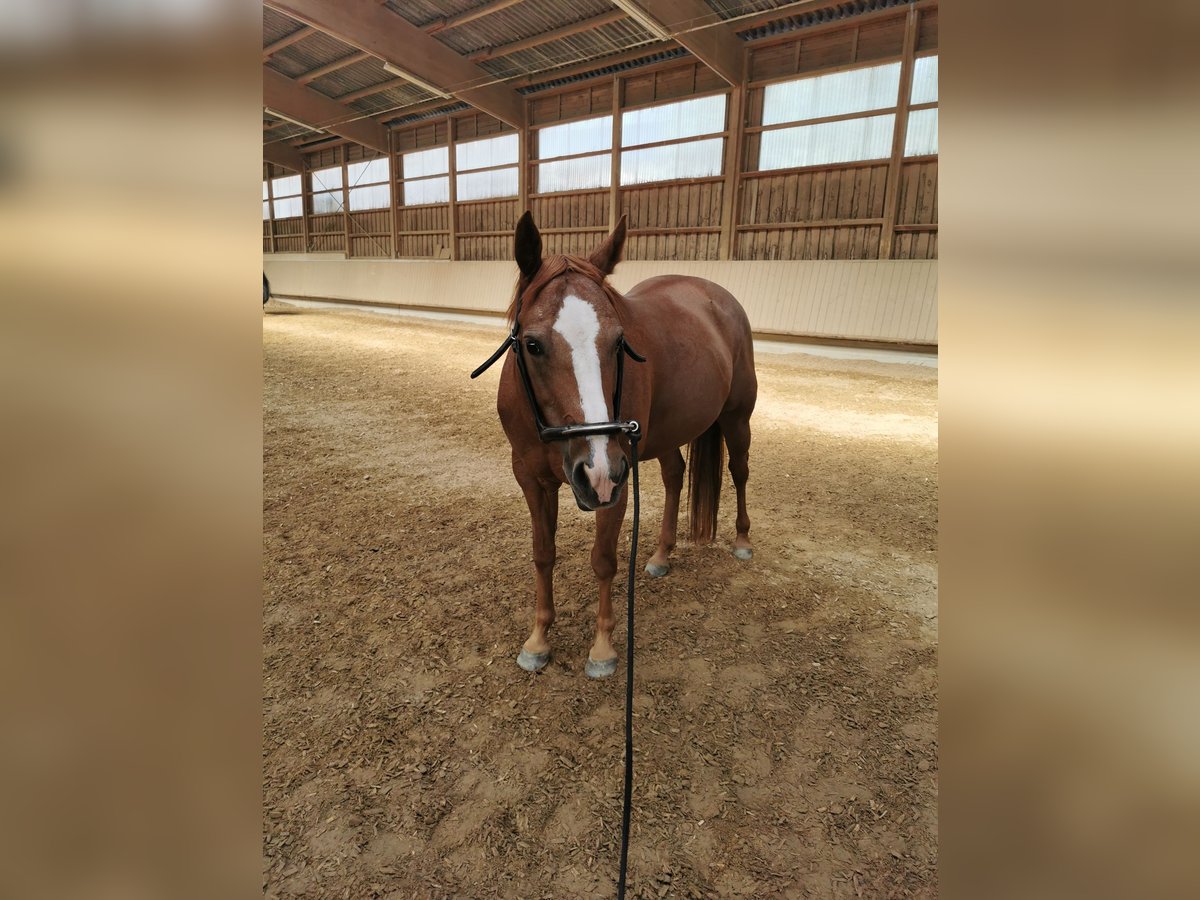 American Quarter Horse Stute 6 Jahre 146 cm Fuchs in Schwaikheim