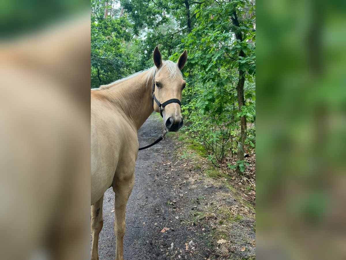 American Quarter Horse Stute 6 Jahre 147 cm Palomino in Barwedel