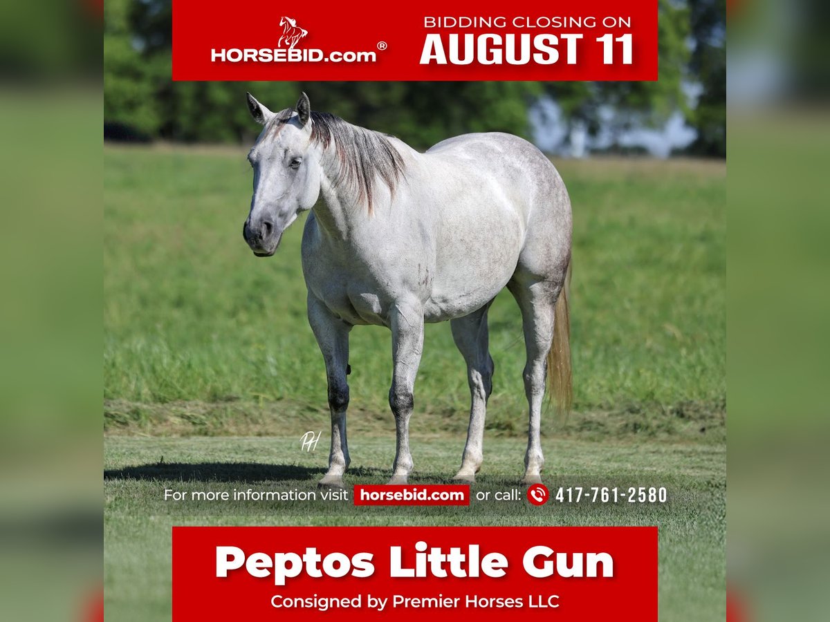American Quarter Horse Stute 6 Jahre 147 cm Schimmel in Buffalo, MO