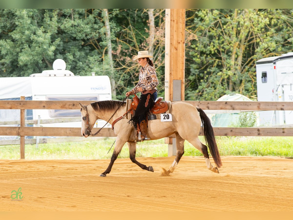 American Quarter Horse Stute 6 Jahre 149 cm Buckskin in Harth-P&#xF6;llnitz