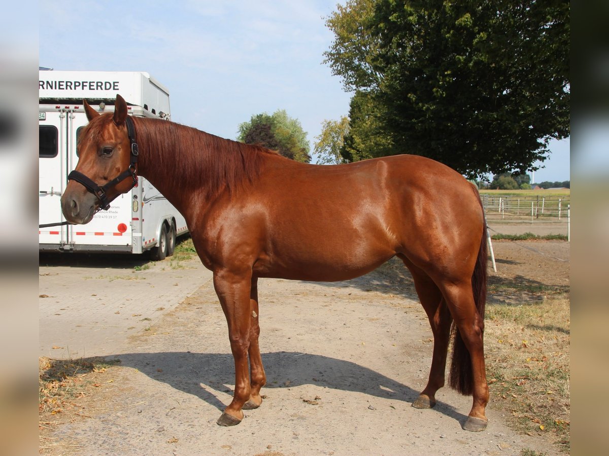 American Quarter Horse, Stute in Haren