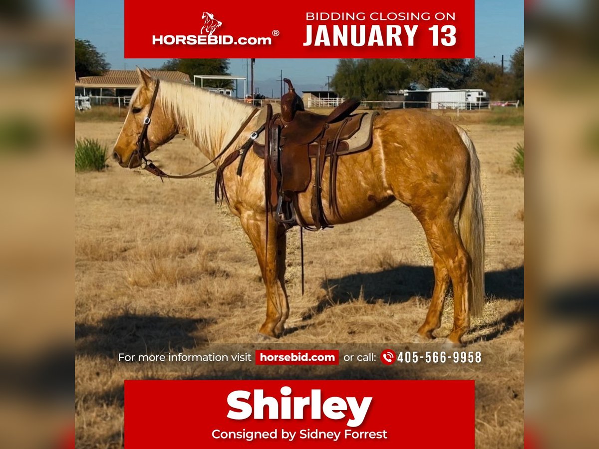 American Quarter Horse Stute 6 Jahre 150 cm Palomino in Lipan, TX