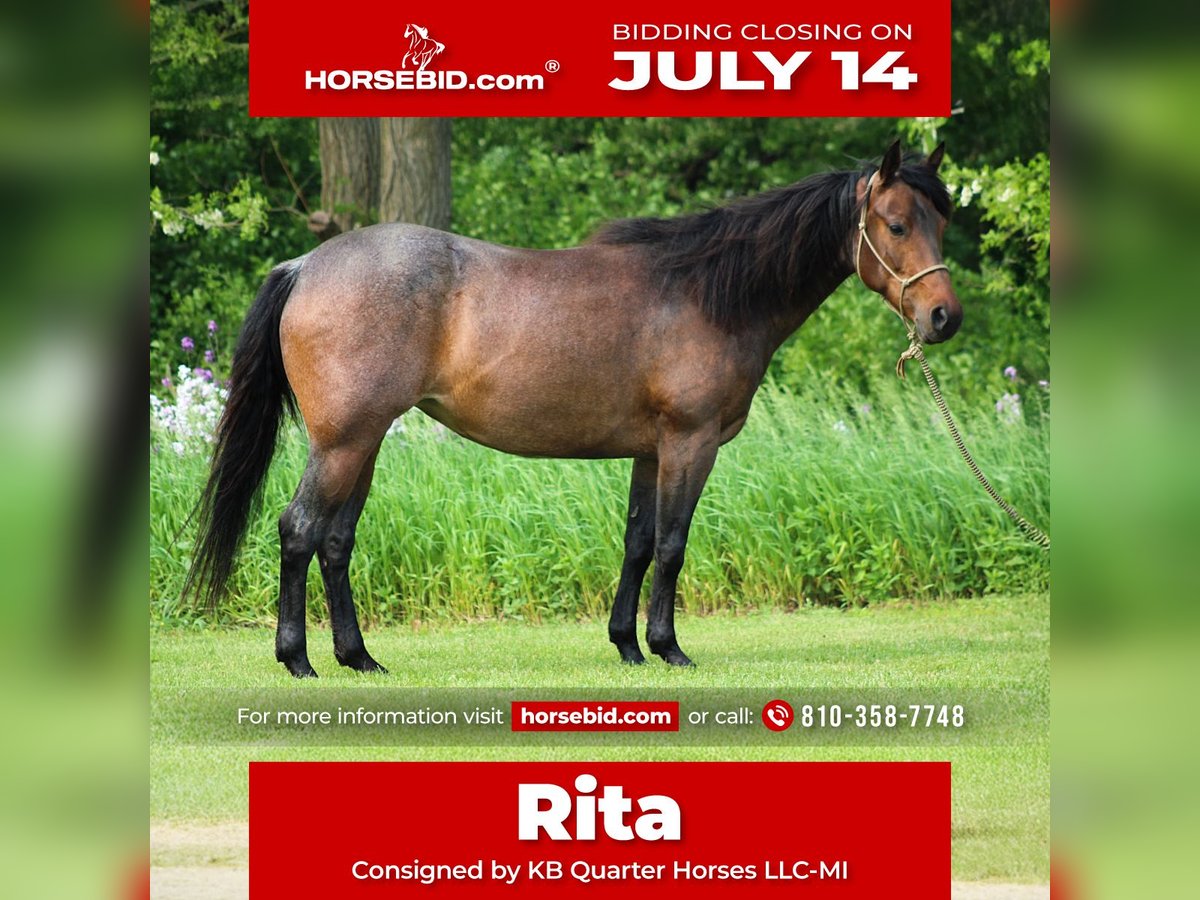 American Quarter Horse Stute 6 Jahre 150 cm Roan-Bay in Attica, MI