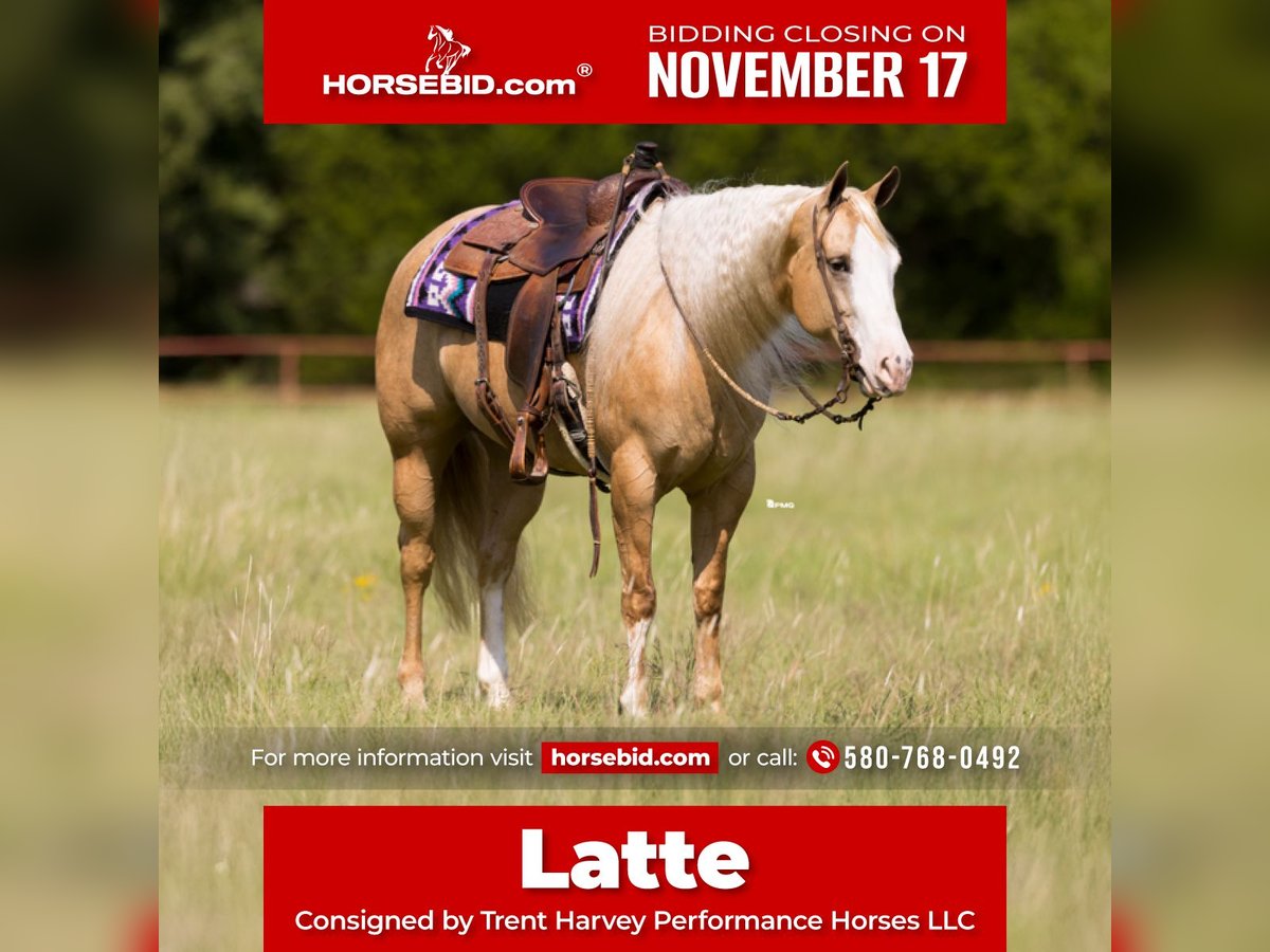 American Quarter Horse Stute 6 Jahre 152 cm Palomino in Marietta