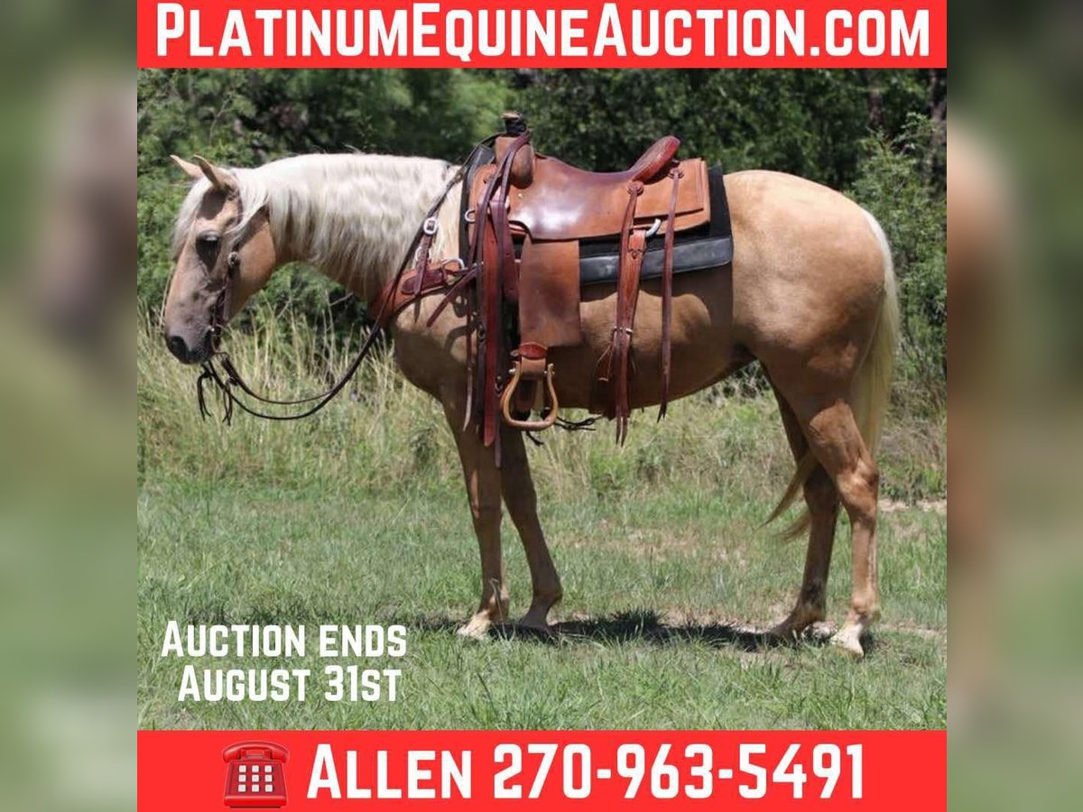 American Quarter Horse Stute 6 Jahre 152 cm Palomino in Lipan TX