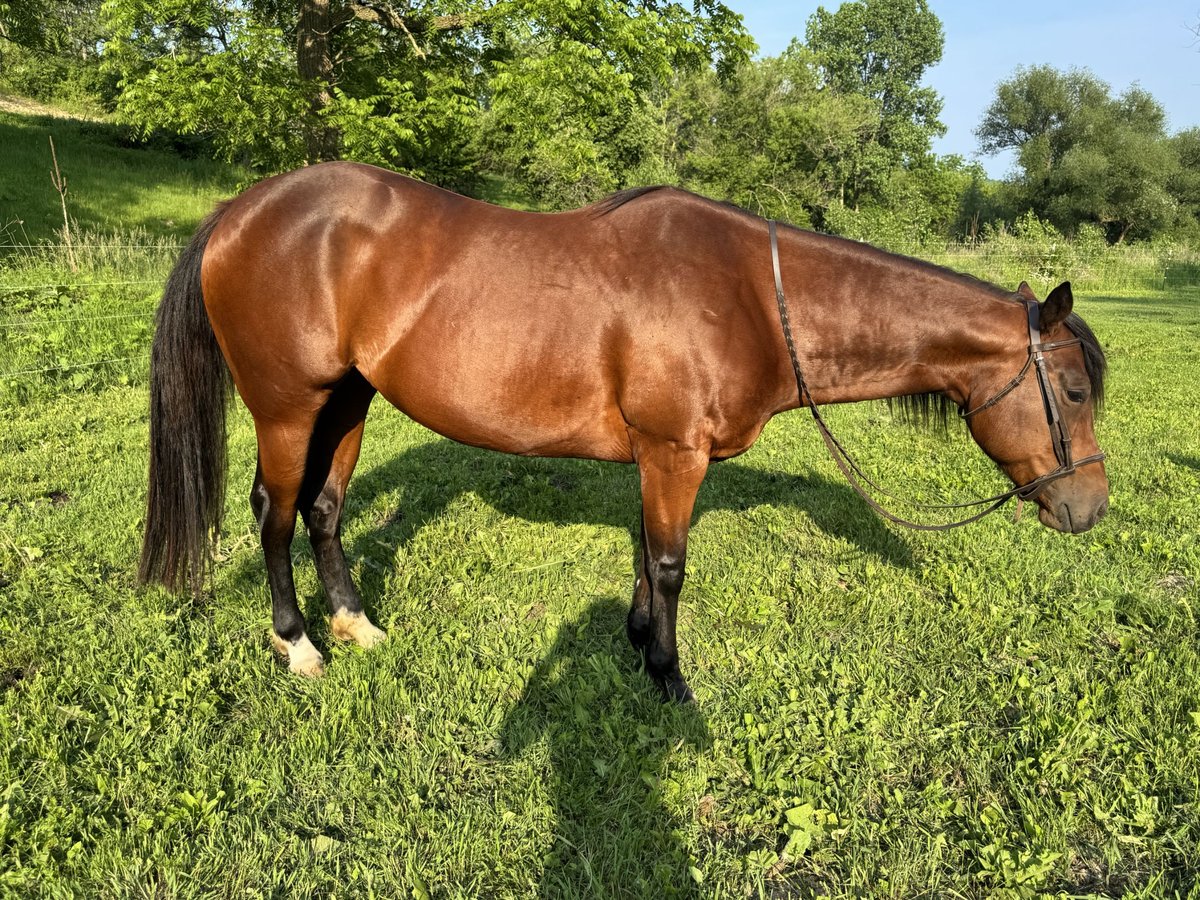 American Quarter Horse Stute 6 Jahre 152 cm Rotbrauner in Viroqua