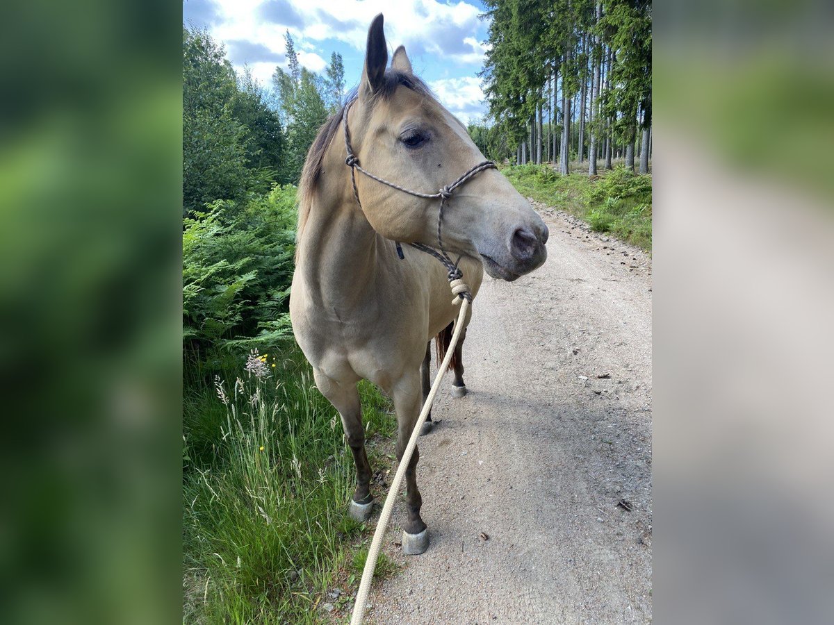 American Quarter Horse Stute 6 Jahre 154 cm Champagne in Hallabro