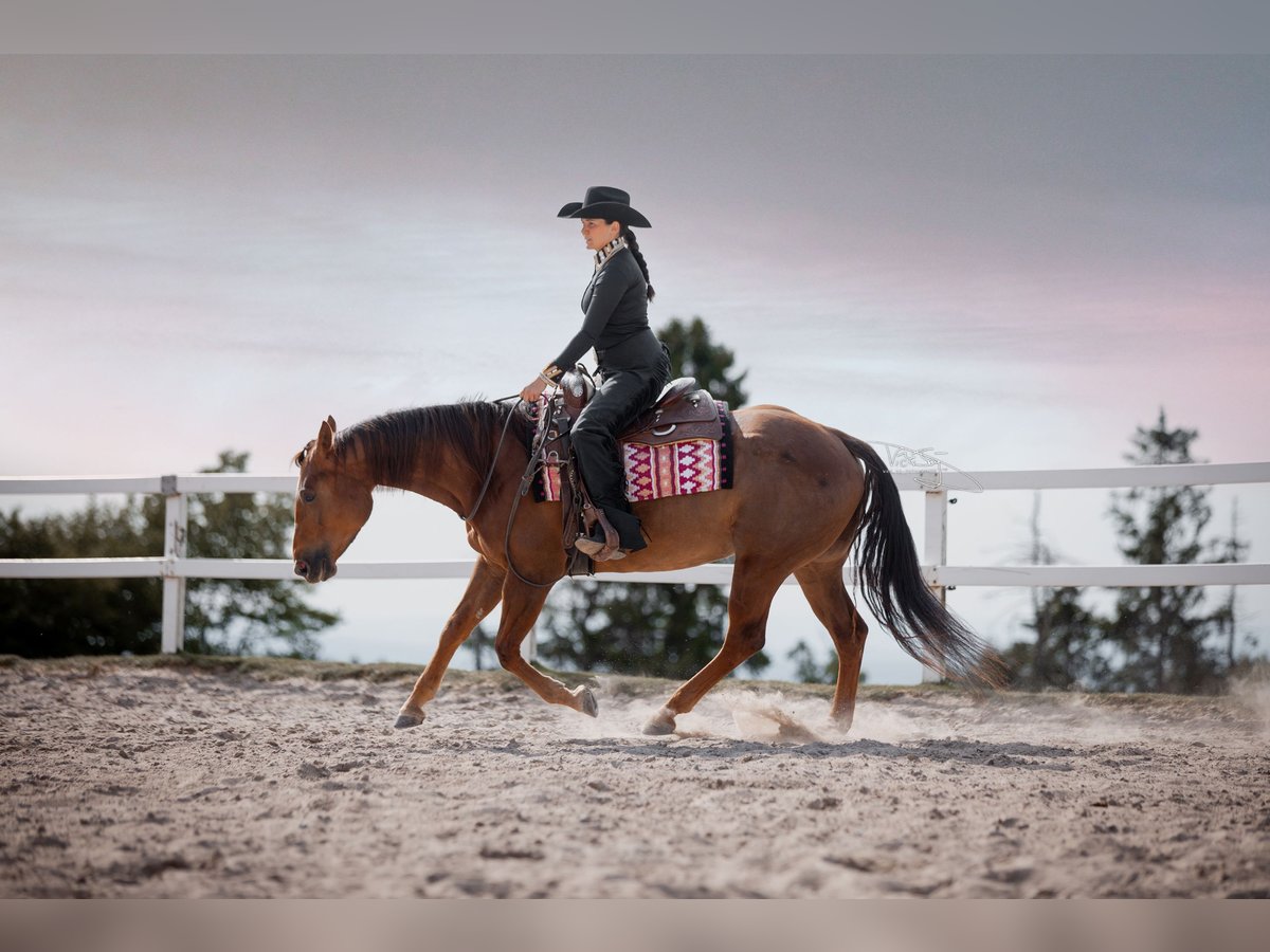 American Quarter Horse Stute 6 Jahre 154 cm Fuchs in Ulrichstein