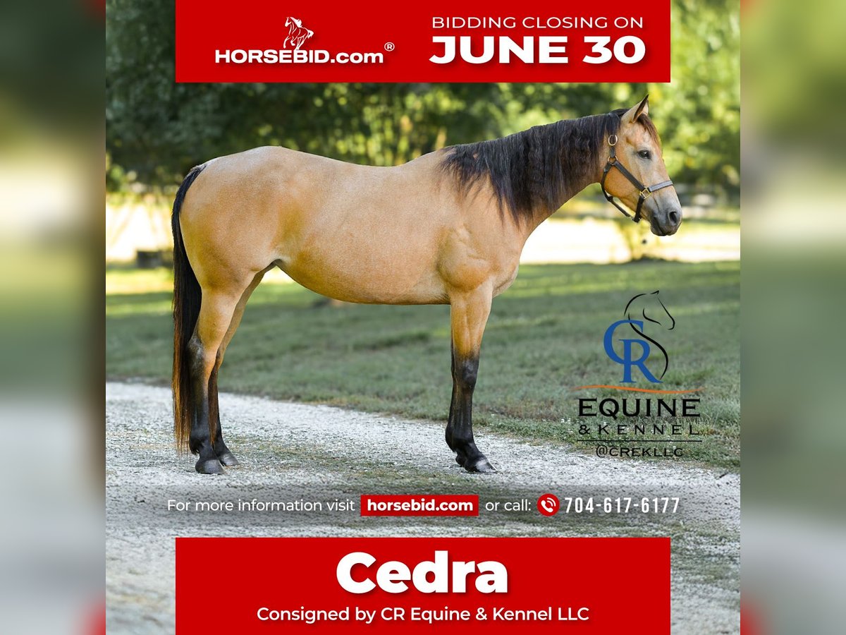 American Quarter Horse Stute 6 Jahre 155 cm Buckskin in Monroe, NC