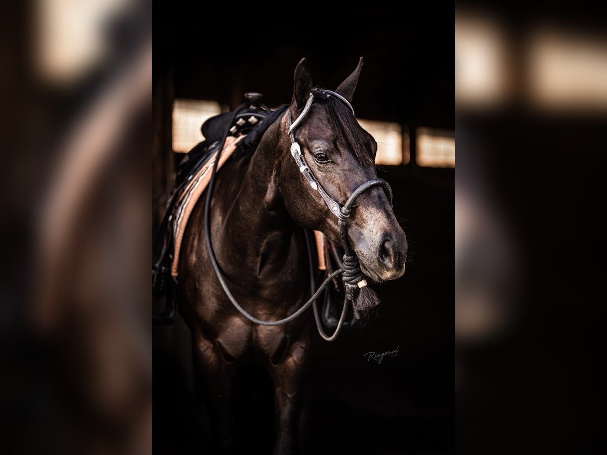 American Quarter Horse Stute 6 Jahre 156 cm Dunkelbrauner in Neukirchen