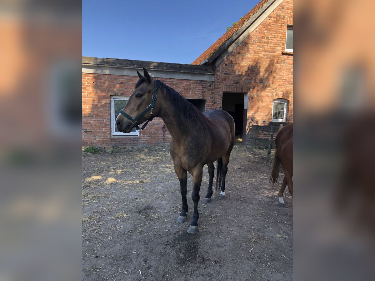 American Quarter Horse Stute 6 Jahre 160 cm Buckskin in Dissen am Teutoburger Wald495