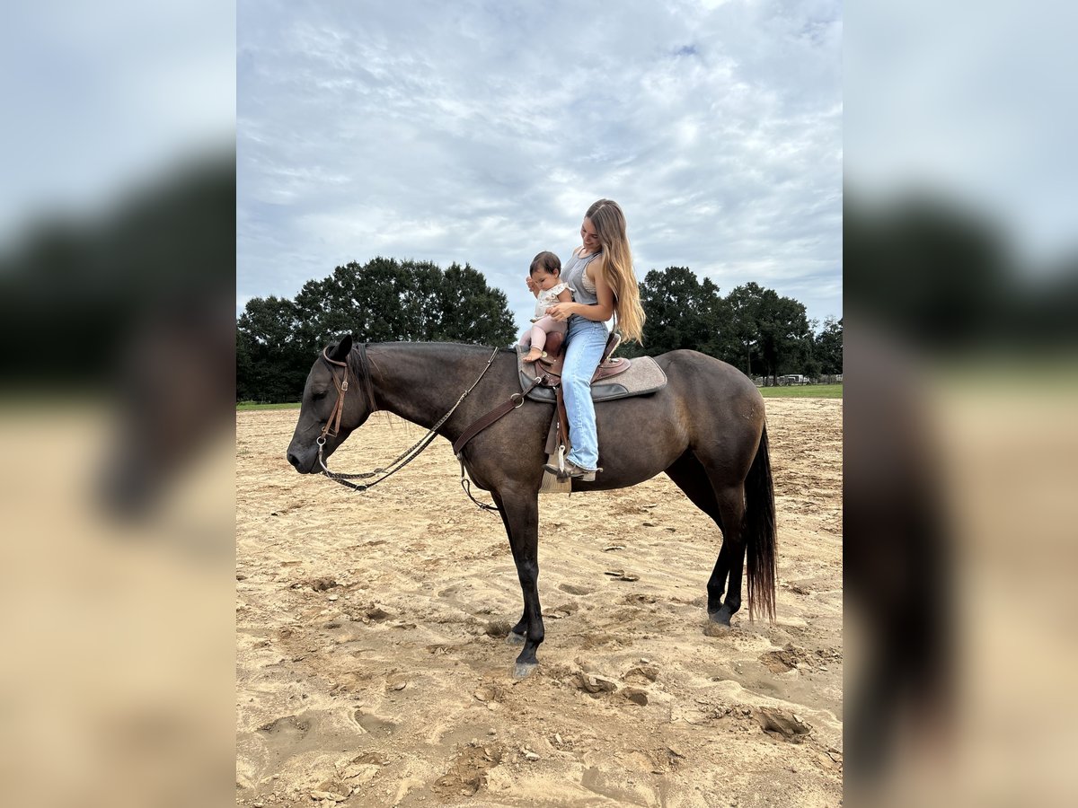 American Quarter Horse Stute 6 Jahre 160 cm Rappe in Lafayette