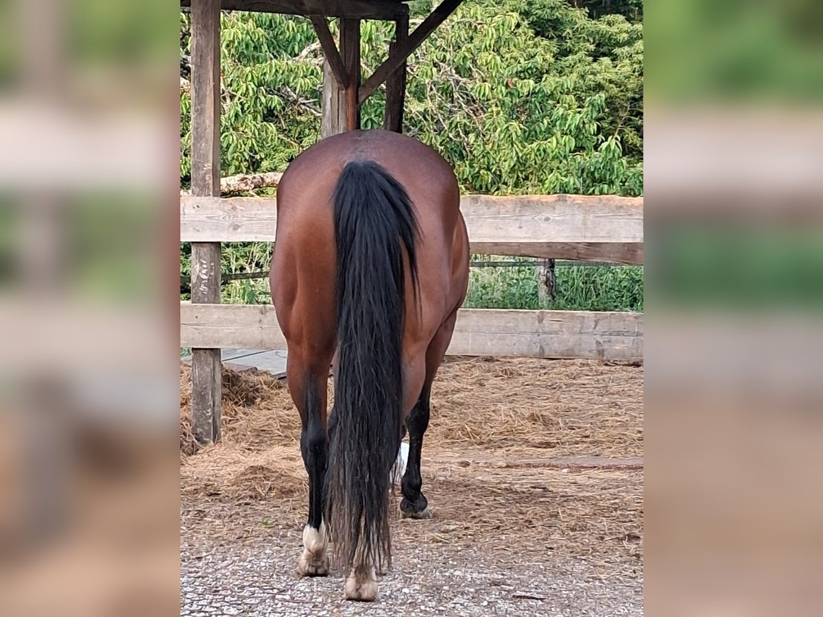 American Quarter Horse Stute 6 Jahre in Voiron