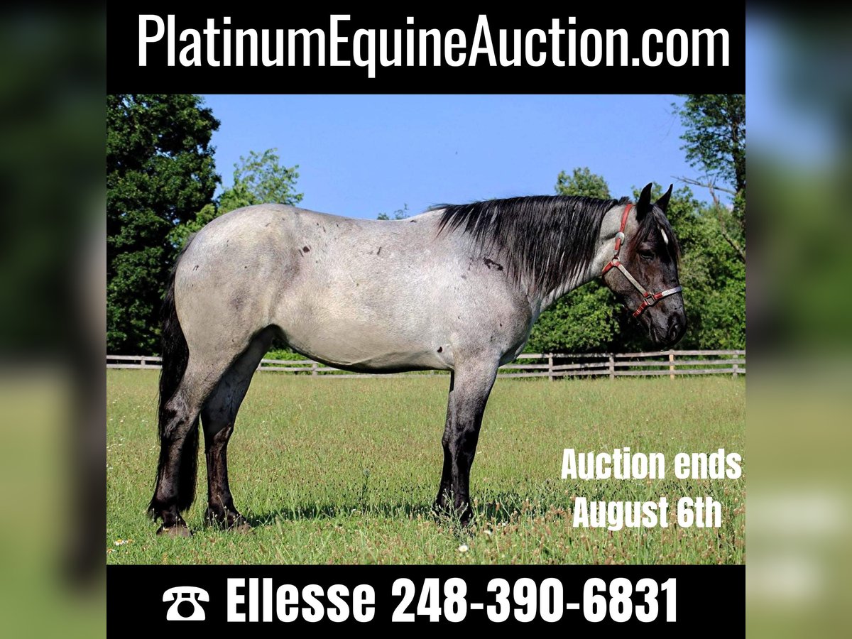 American Quarter Horse Stute 6 Jahre Roan-Blue in HIghland MI