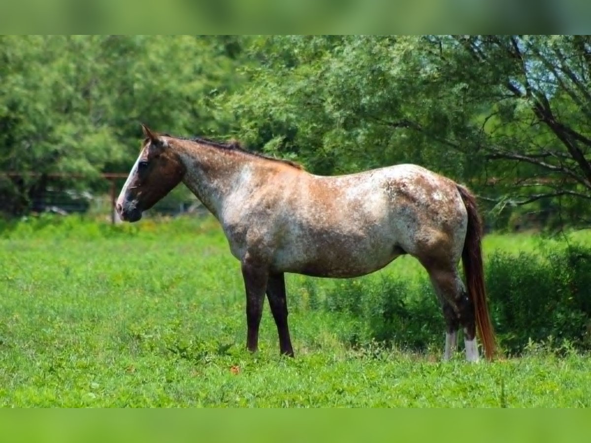 American Quarter Horse Stute 7 Jahre 137 cm Rotbrauner in Stephenville TX