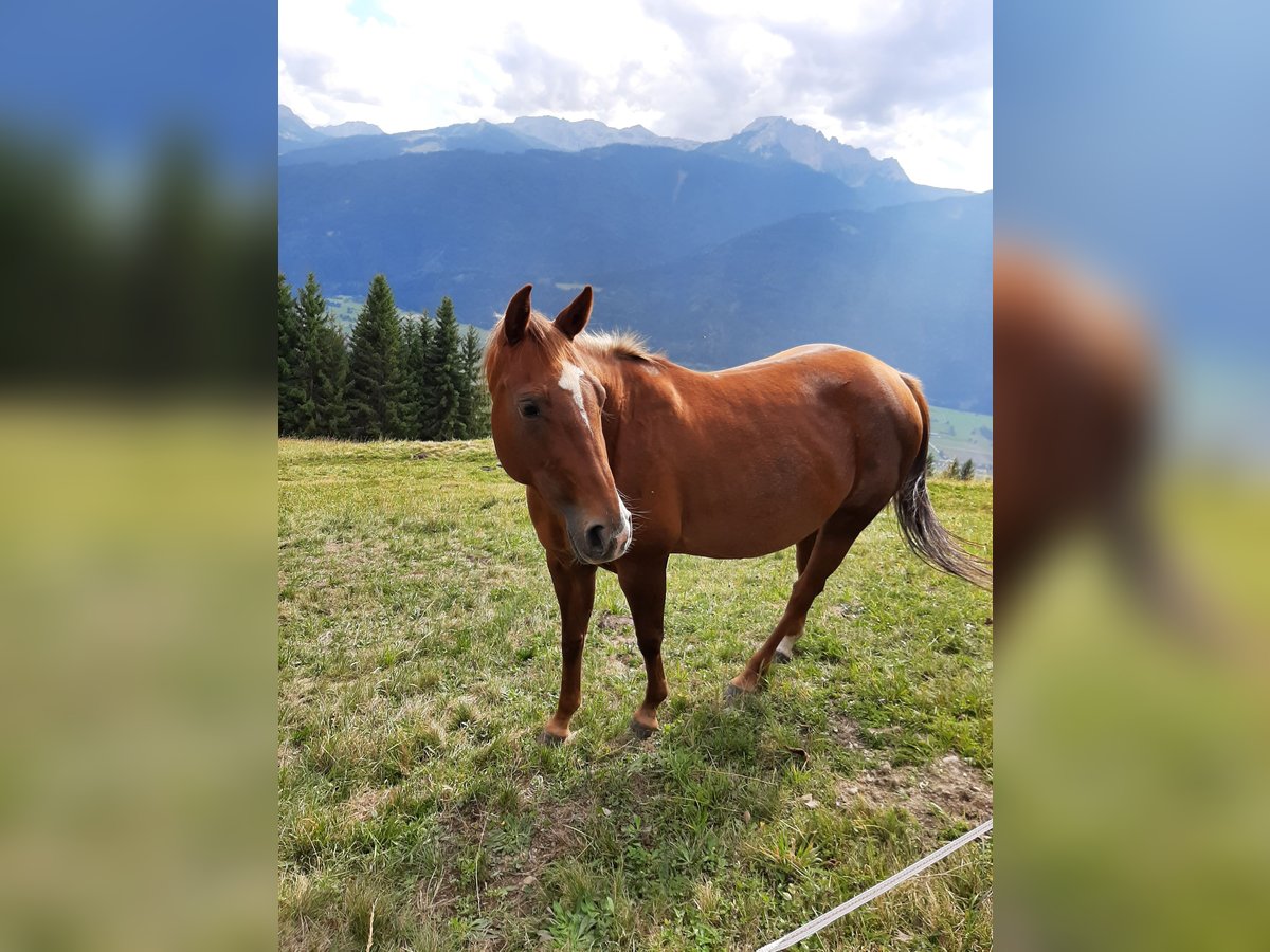 American Quarter Horse Stute 7 Jahre 145 cm Fuchs in Tramun 2