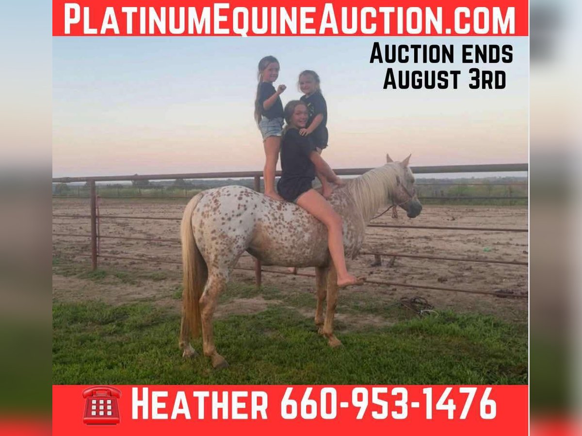 American Quarter Horse Stute 7 Jahre 145 cm Palomino in Pinceton MO