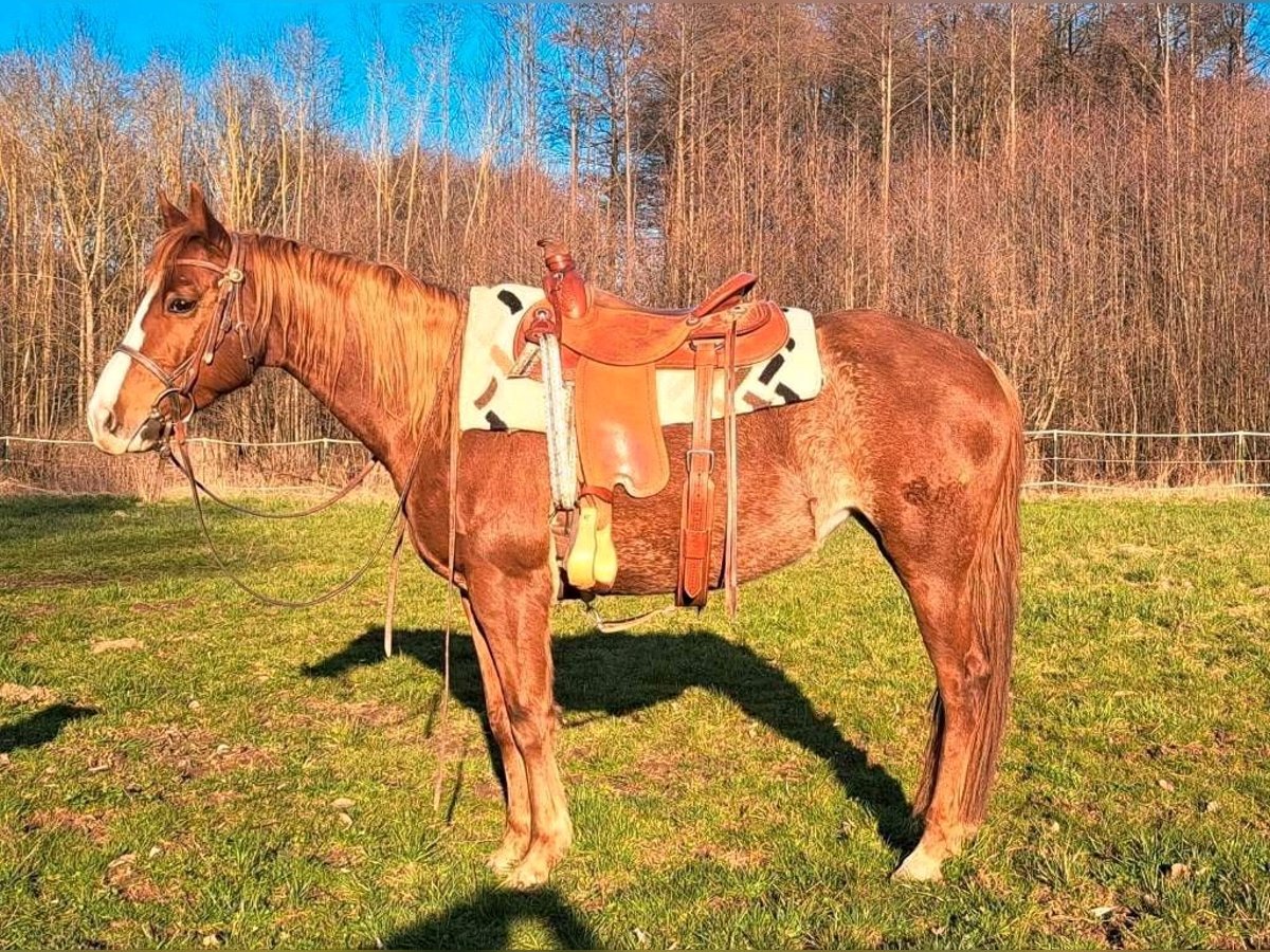 American Quarter Horse Stute 7 Jahre 145 cm Rabicano in KasendorfKasendorf