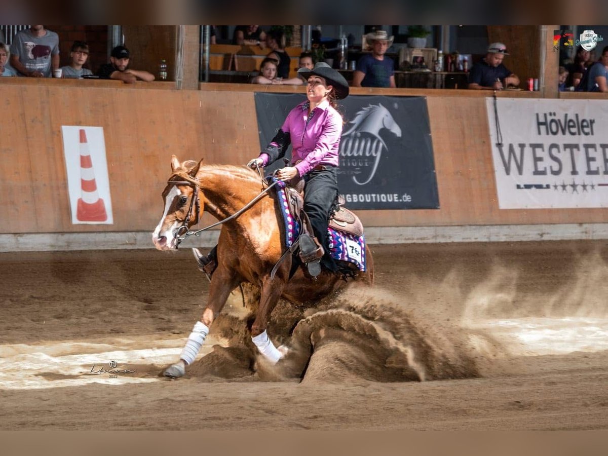 American Quarter Horse Stute 7 Jahre 146 cm Fuchs in Kierspe