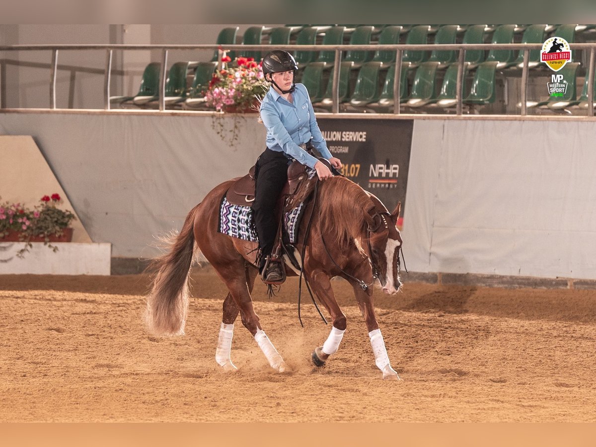 American Quarter Horse Stute 7 Jahre 147 cm Fuchs in Lahn